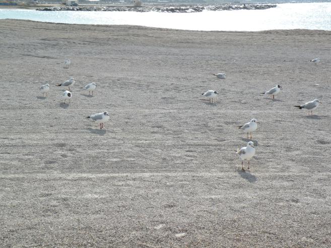  mouettes